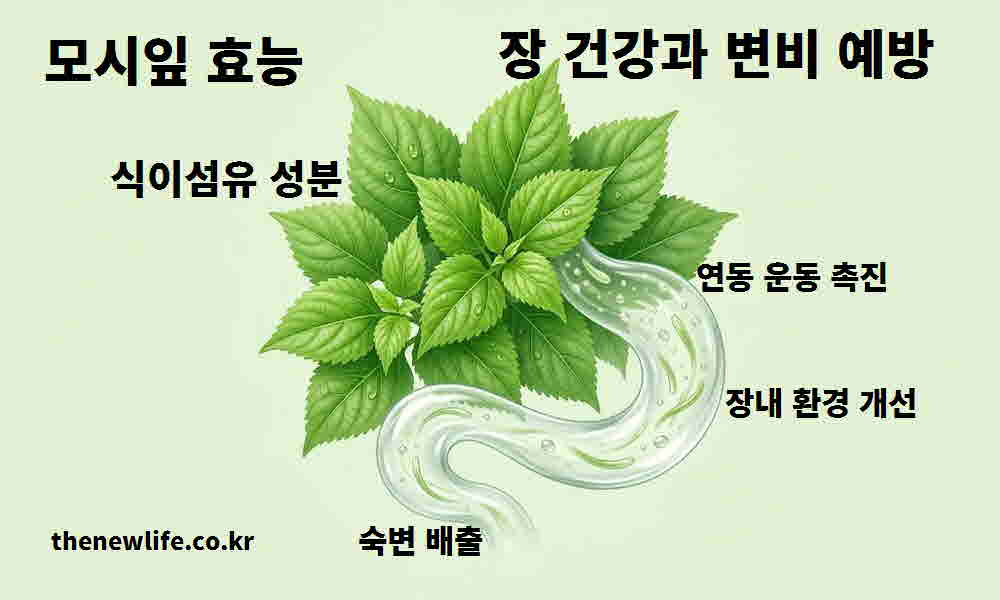 모시잎 효능 장 건강 변비 예방