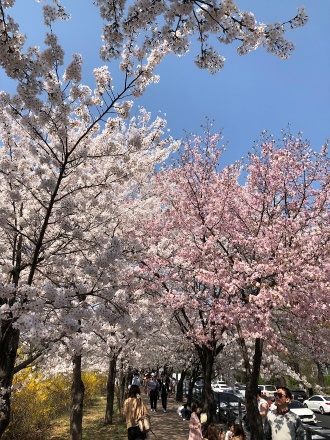 충훈부 벚꽃2