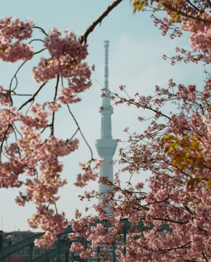 경주 보문단지 벚꽃 실시간 CCTV 확인 사이트