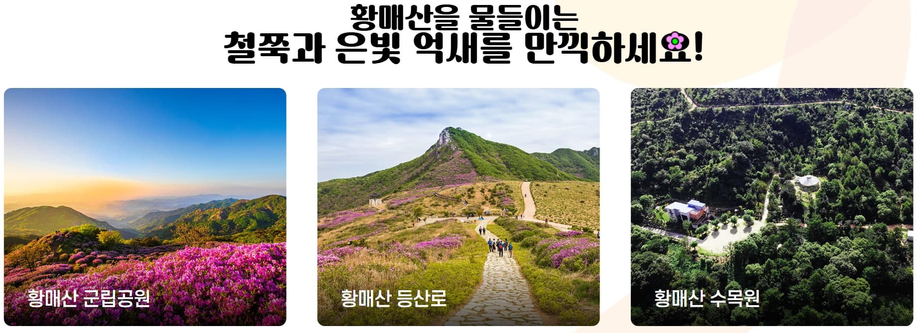 [경남 합천 여행]5월 지역 축제❘황매산 철쭉축제❘기간, 예약, 실시간 개화 현황