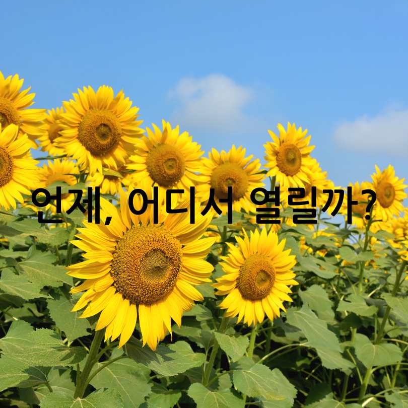 함안 강주해바라기축제 2025