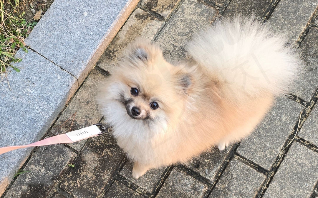 11개월 세이블 포메라니안