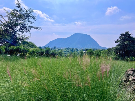 제주 핑크뮬리 명소 마노르블랑