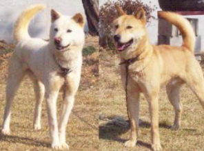 진돗개/출처:어도비스톡