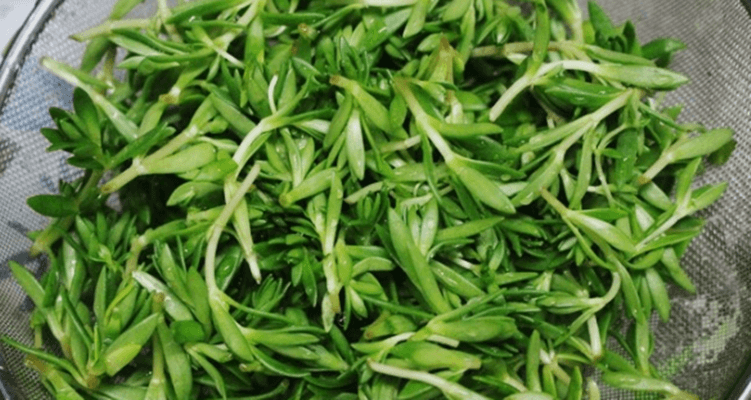 본나물 종류에 포함된 돌나물을 손질하고 있다