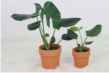 돈 들어오는 식물 몬스테라