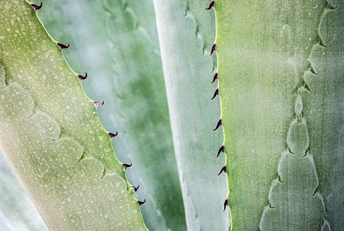 아가베 시럽 부작용