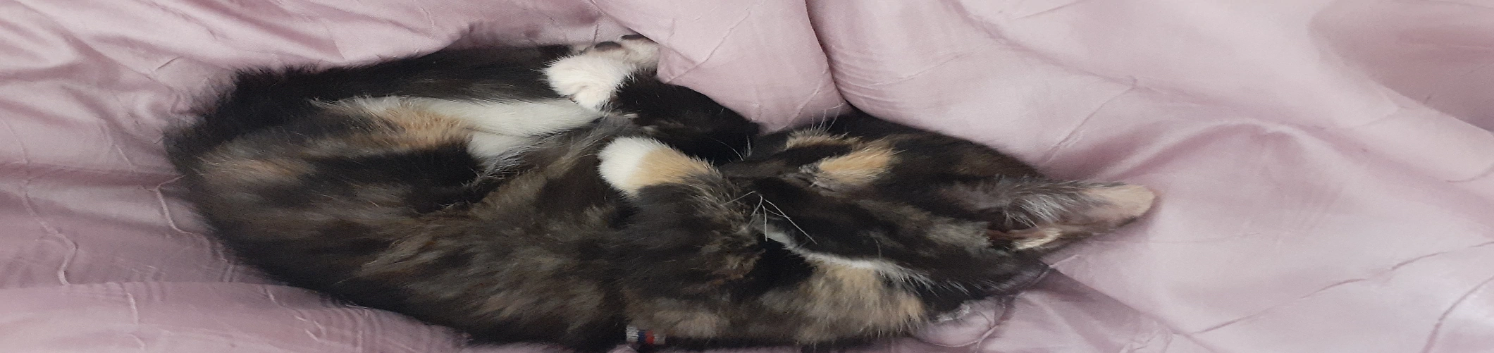 아기 고양이 사진입니다