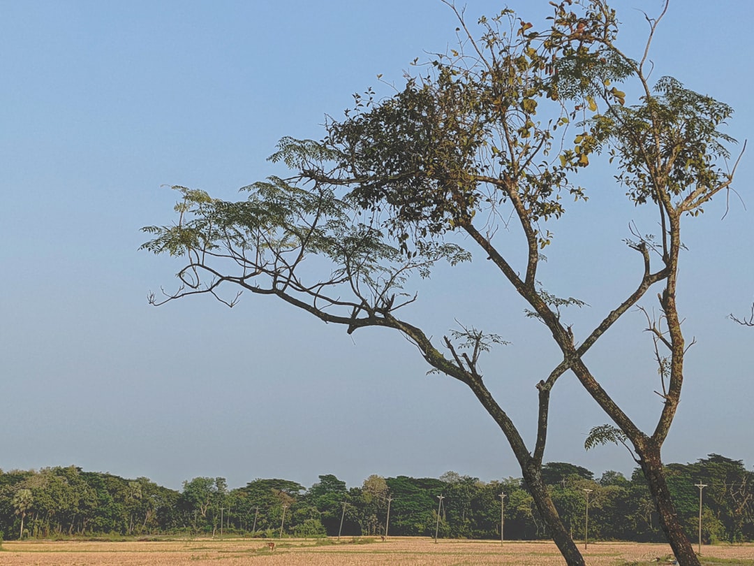 'Tree'