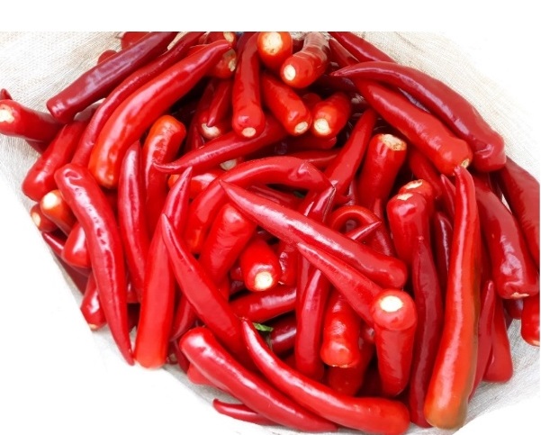 영양-고추-삼막골농장-건고추