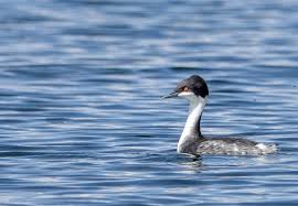 수위 변화가 후닌 논병아리 둥지 안전성에 미치는 영향