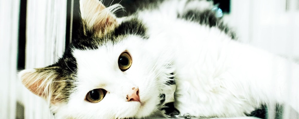 고양이 만지는 법 15