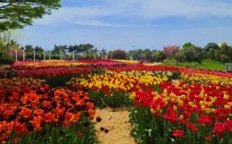 태안 튤립 축제(2025) 일정 맛집 추천관광지 관련 사진