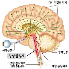 몰입하는 뇌
