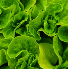 지방간에 좋은 음식 10 영양제 식단