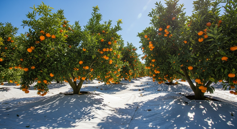 햇살 샤워 제대로 받은 타이벡 감귤
