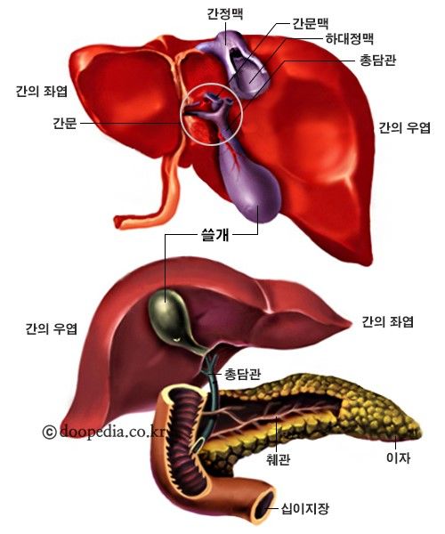 오장육부란