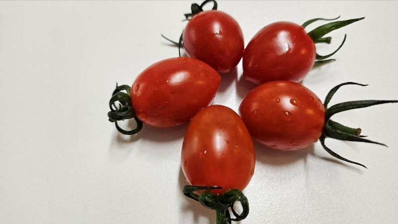 스테비아토마토13