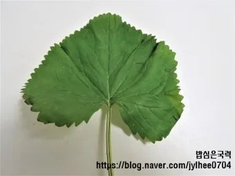 곰취 먹는방법 쌈 무침 장아찌 만드는법 요리 데치는방법_7