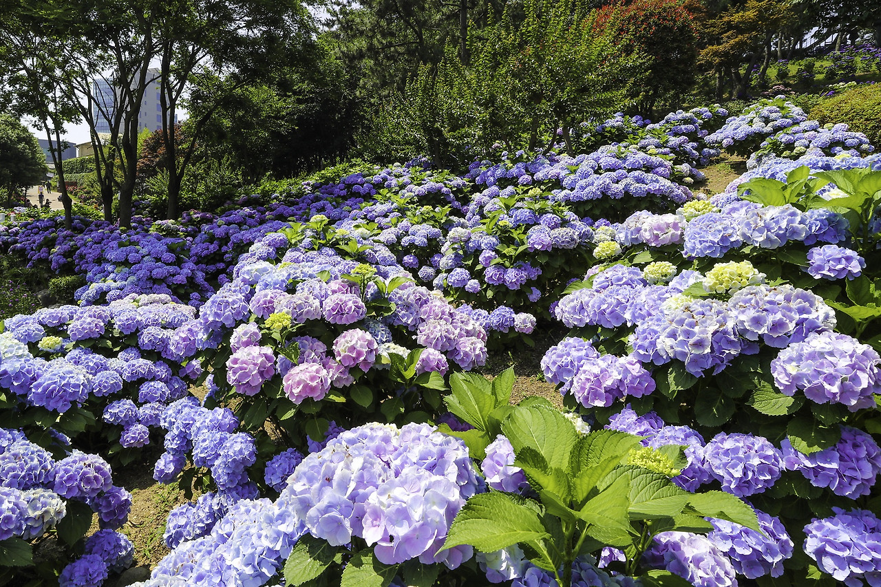 수국 품종과 꽃의 규모