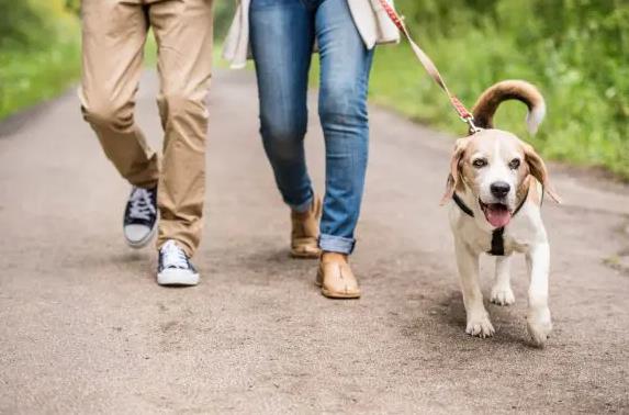 노을 반려견 캠핑장