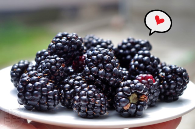 얼굴 셀룰라이트 없애는 음식, 블랙베리 효능, 셀룰라이트 없애는 법