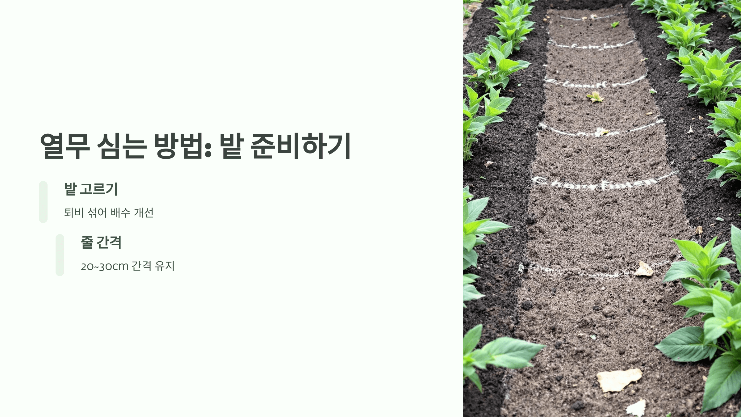 열무 사진입니다.