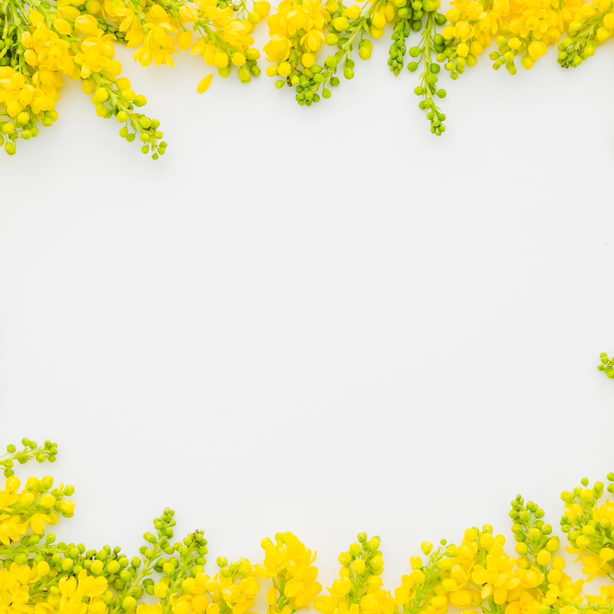 태안 튤립축제 2025 일정&amp;#44; 