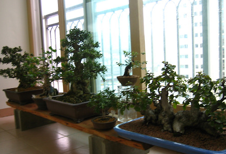 1만원 이하로 시작하는 분재 입문 팁