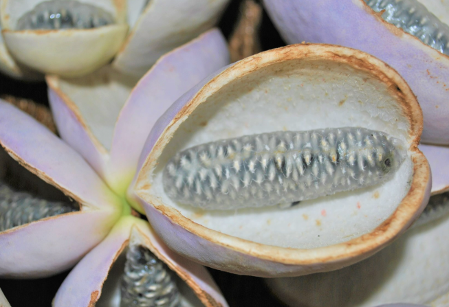 으름 열매 덩굴 나무 효능 부작용