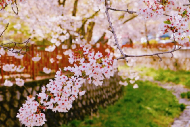 2025 벚꽃 개화시기