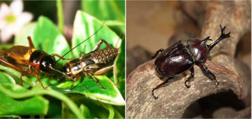 휴애리 수국축제