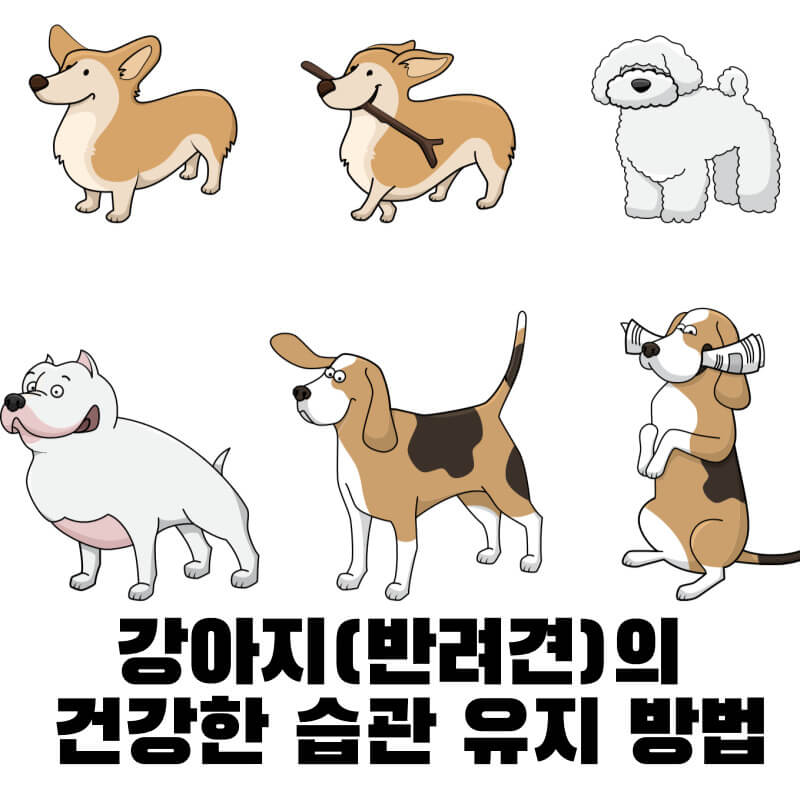 강아지(반려견)의 건강한 습관 유지 방법