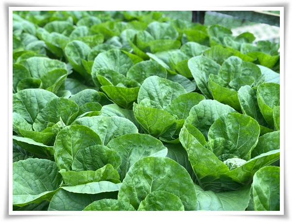 "김장 배추, 직접 길러보세요!" 초보자도 성공할 수 있는 쉬운 재배 가이드