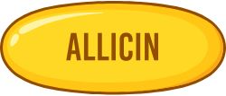 마늘 효과 알리신