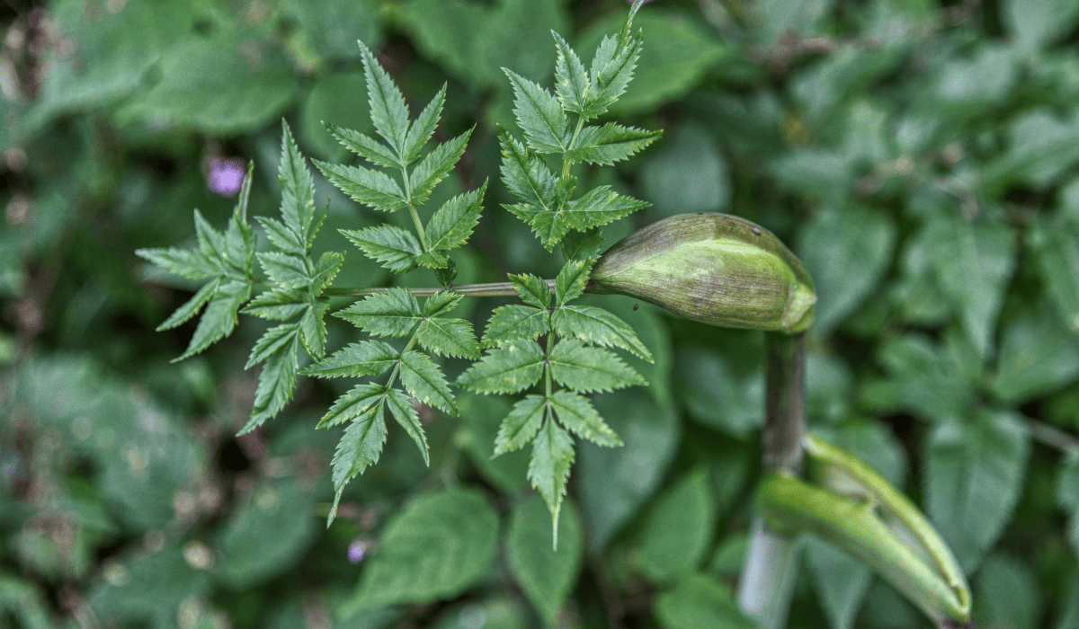 당뇨에_좋은_약초_5