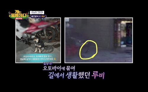 오토바이에 묶여 길에서 혼자 쓸쓸히 앉아 있는 검은색 강아지