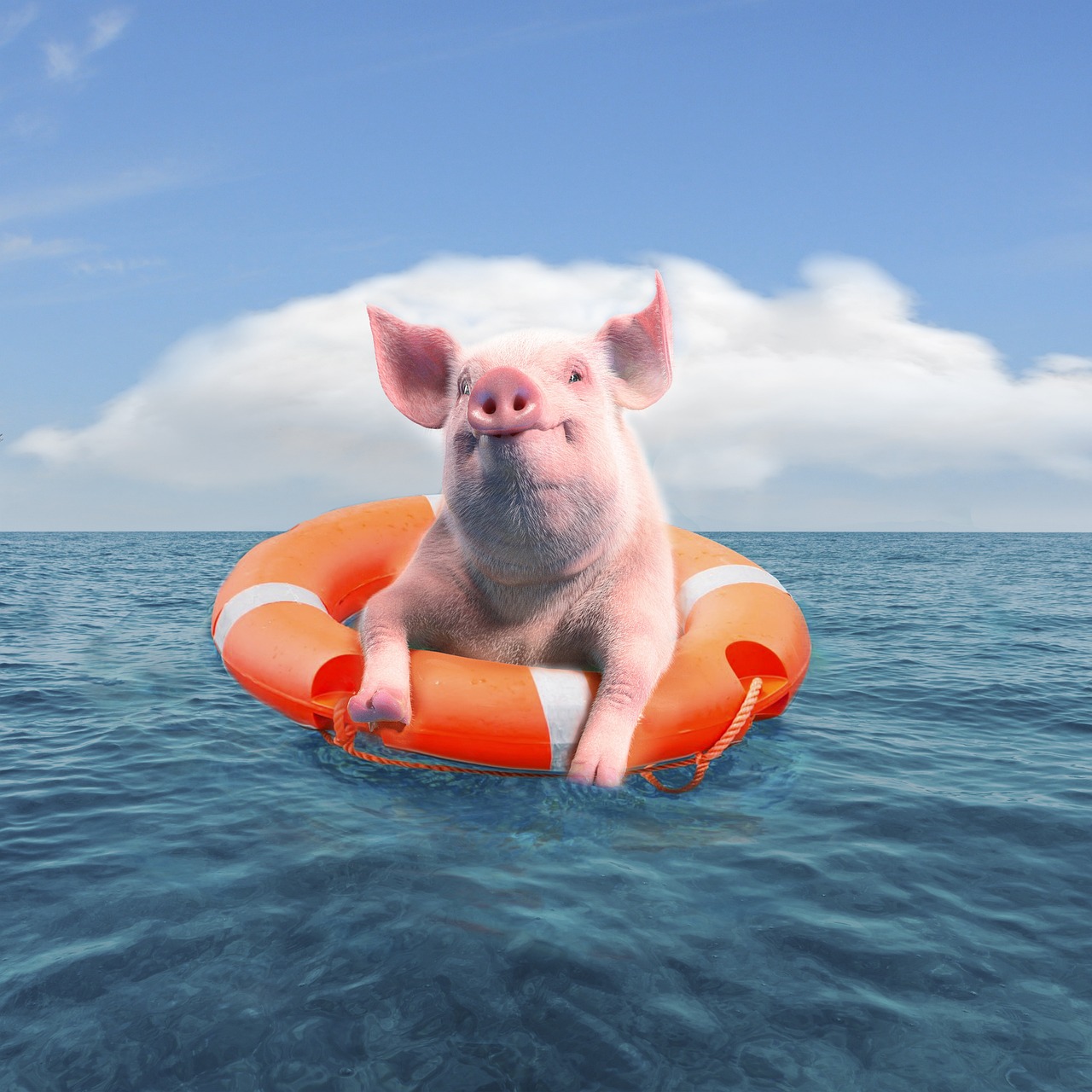 돼지 관련 사진