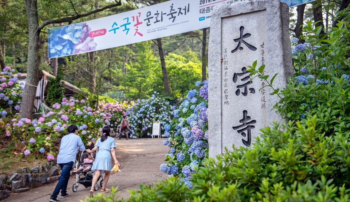 태종대 수국 축제