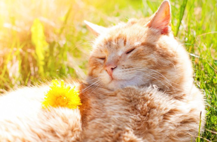 햇볕을 쬐는 고양이.