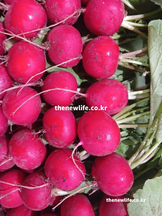 적환무 효능을 설명하는 껍질이 붉고 둥근 적환무 뿌리 확대 실사진