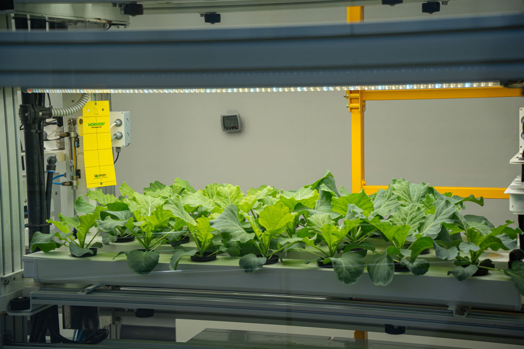 국립 농업 박물관 야채