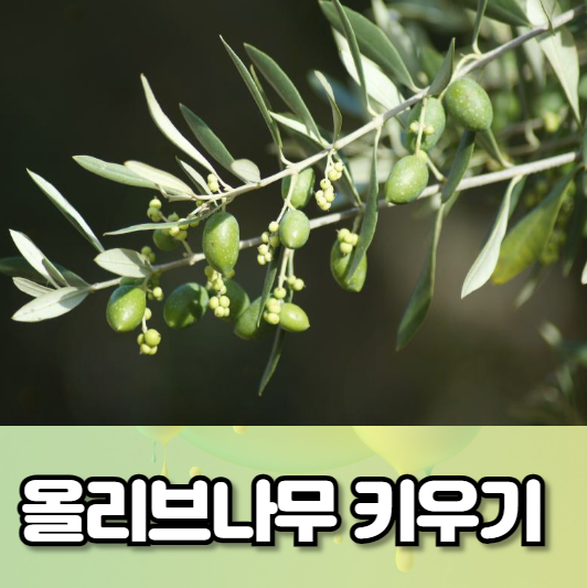 올리브나무 키우기