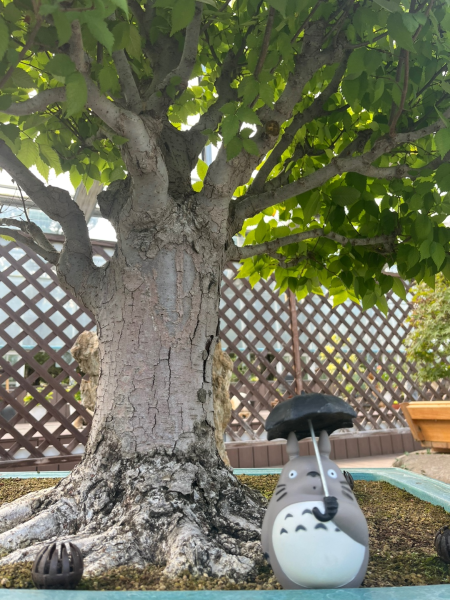 세종 베어트리파크