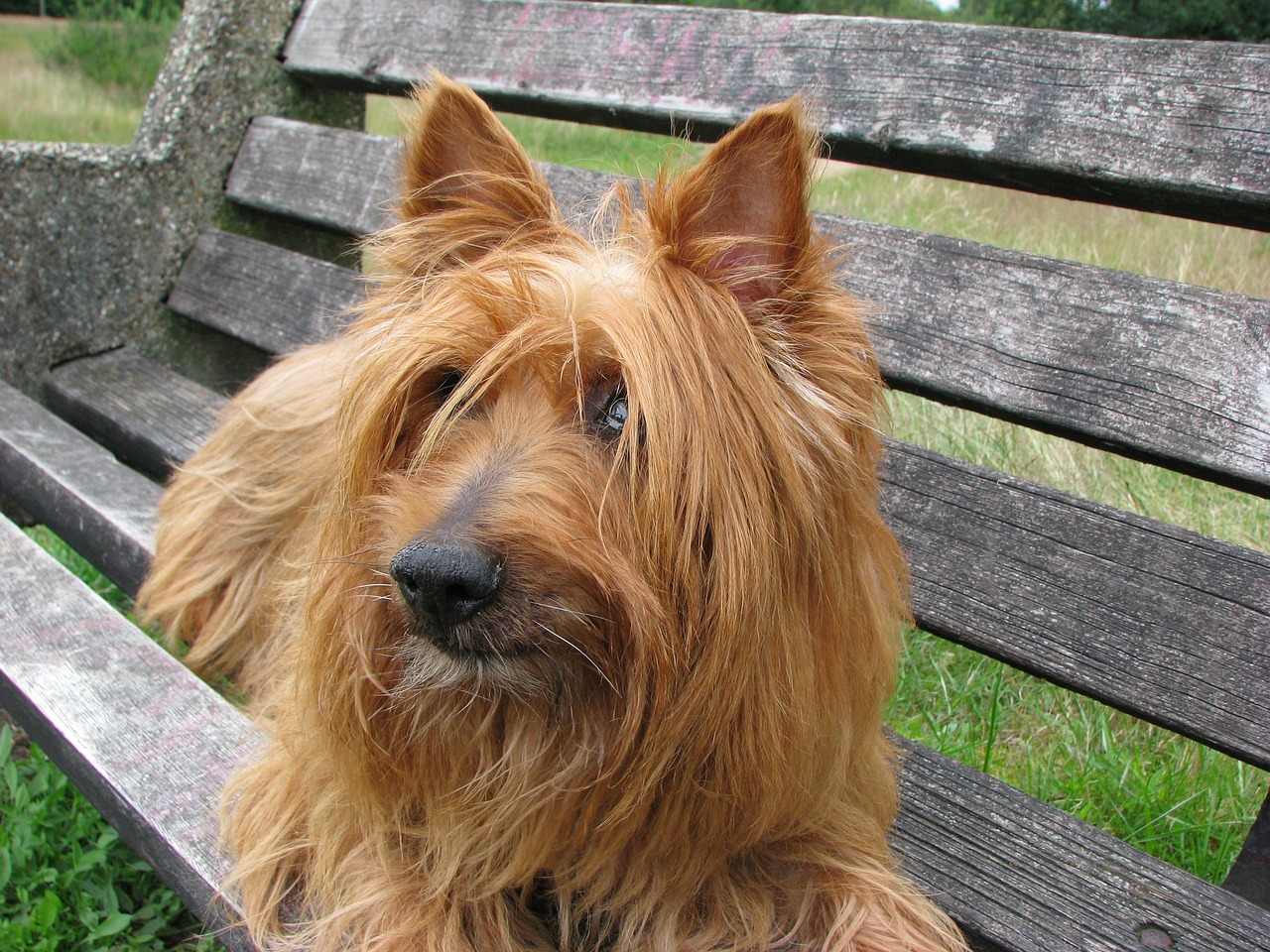 오스트레일리안 테리어(Australian Terrier)