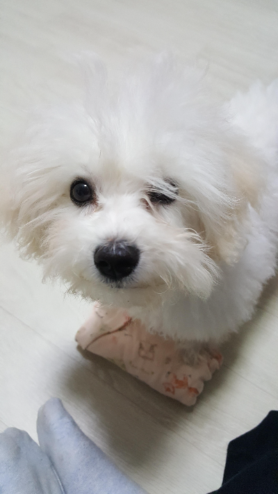 강아지 구충제는 왜 필요할까? 정기적인 구충 관리에서 알아둘 점