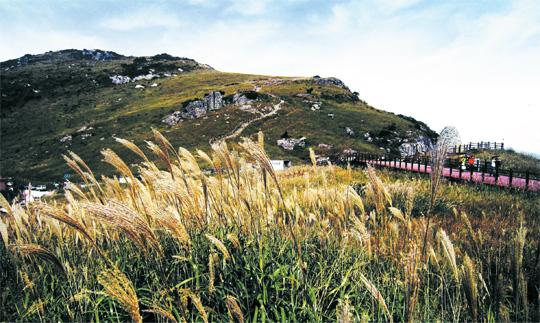 억새의 바다 간월제의 가을 풍경