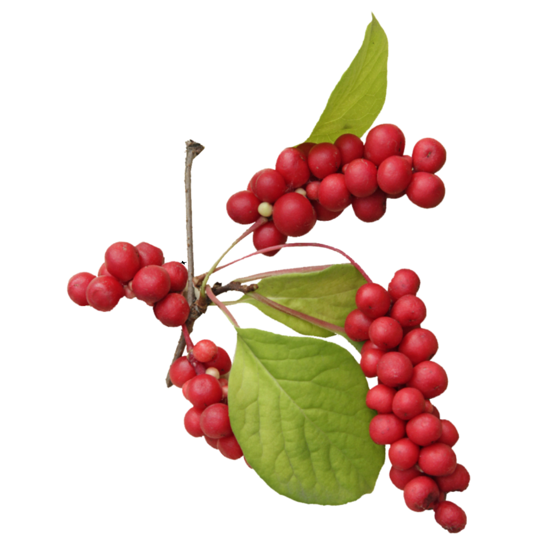 오미자청과 관련된 사진입니다.