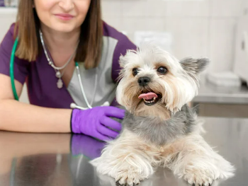 연령별 강아지 건강검진 추가 항목 추천 리스트 비용 및 가격