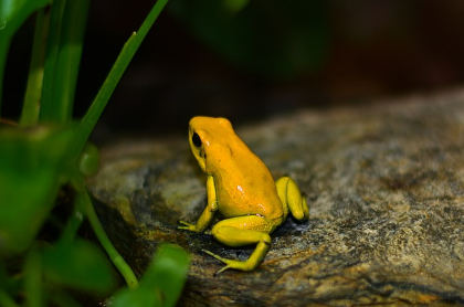 개구리꿈 상황별 해몽